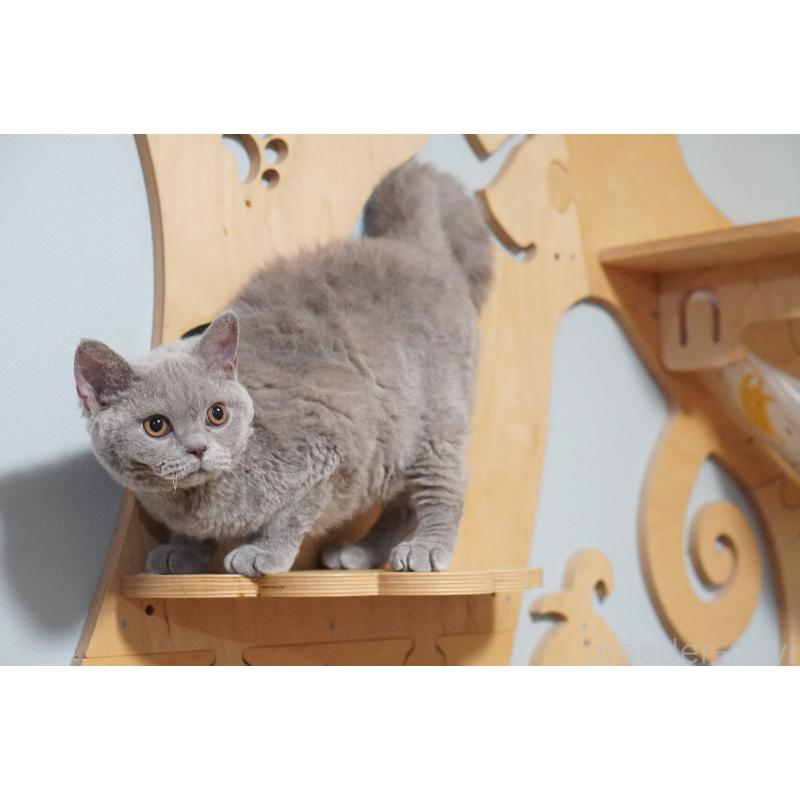 成約済の滋賀県のセルカークレックス-119096の4枚目