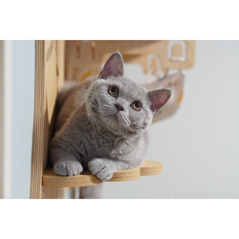 成約済の滋賀県のセルカークレックス-119096の3枚目