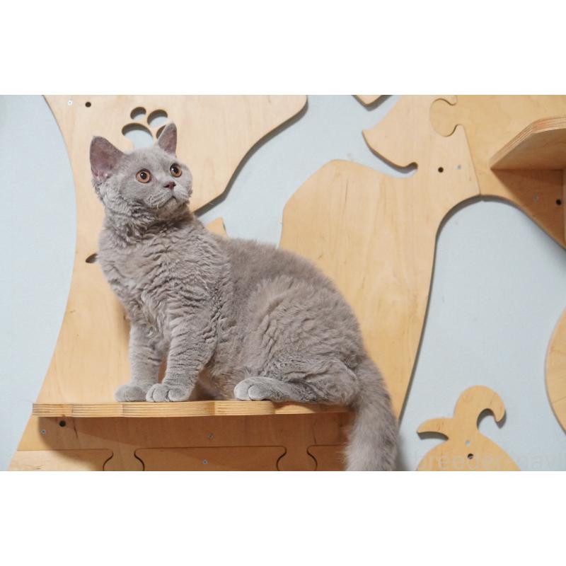 成約済の滋賀県のセルカークレックス-119096の2枚目