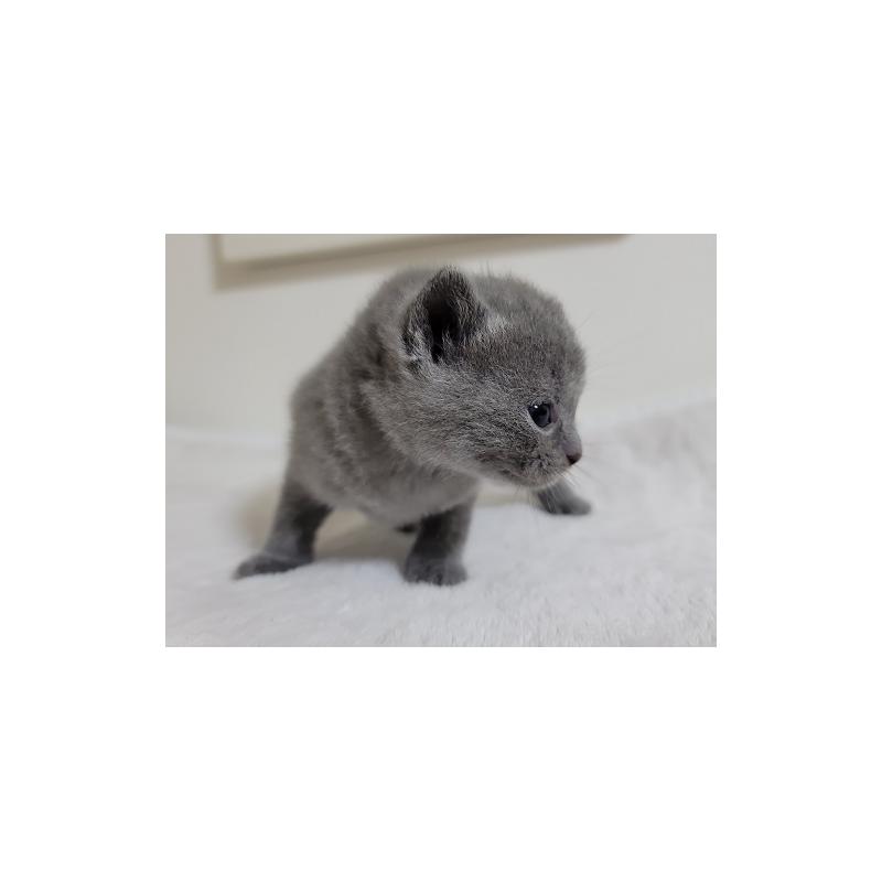 販売中の愛知県のシャルトリュー-124898の2枚目