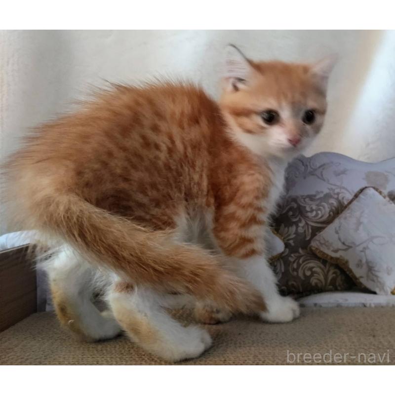 販売中の福岡県のスコティッシュフォールド-124922の3枚目