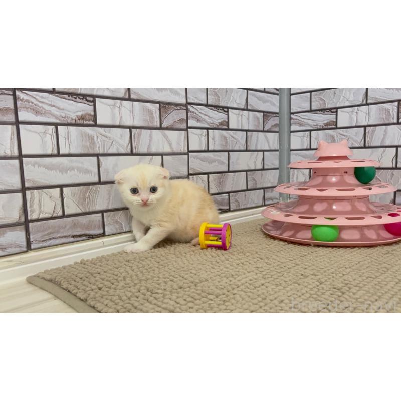 販売中の福岡県のマンチカン-124924の5枚目