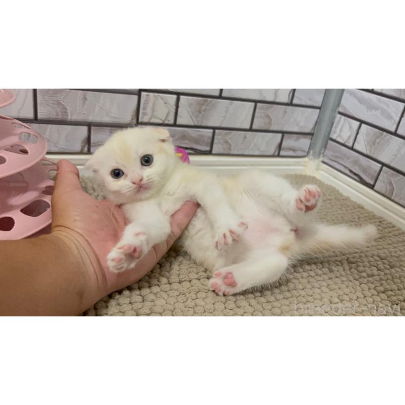 販売中の福岡県のマンチカン-124924の4枚目