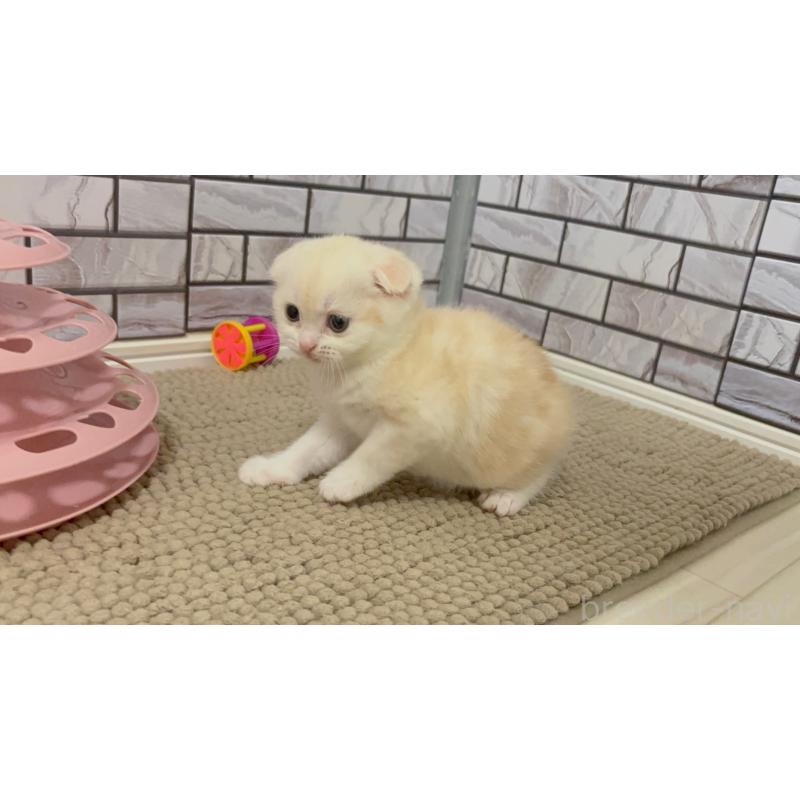 販売中の福岡県のマンチカン-124924の2枚目