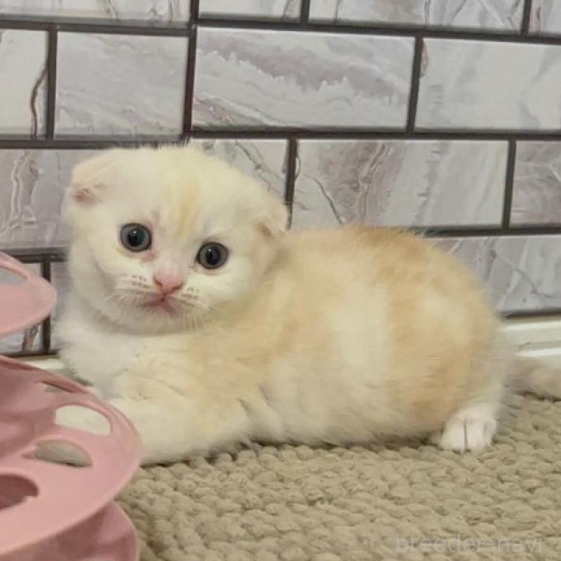 販売中の福岡県のマンチカン-124924の1枚目