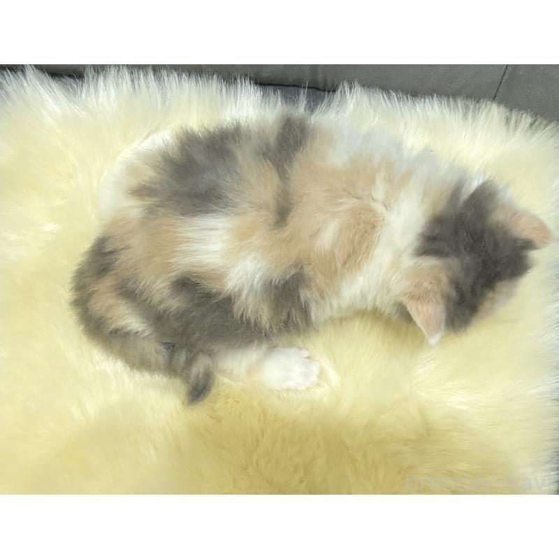 販売中の鹿児島県のミヌエット-124926の2枚目