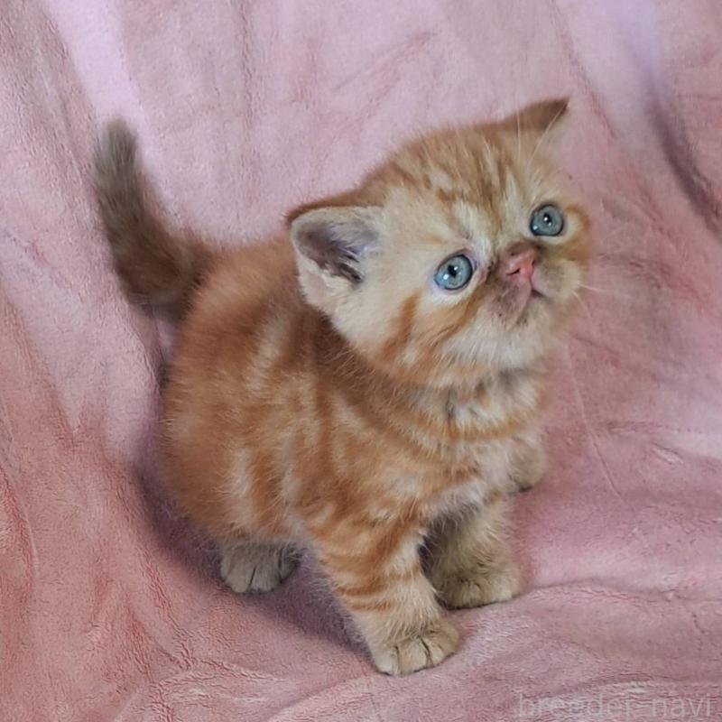 販売中の茨城県のエキゾチックショートヘア-124937の4枚目