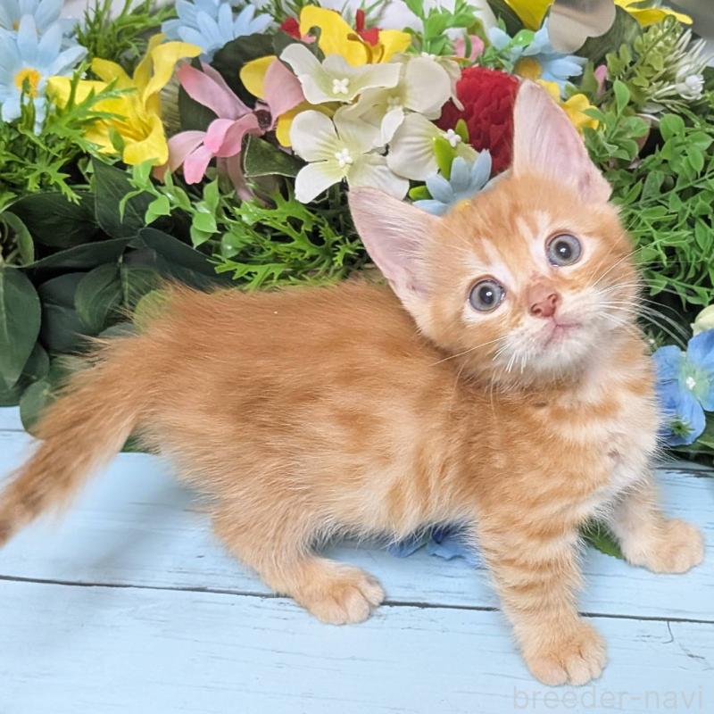 販売中の大阪府のマンチカン-124945の3枚目