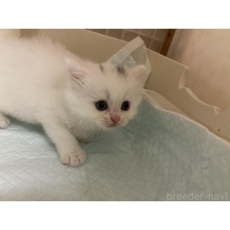 販売中の三重県のスコティッシュフォールド-124952の2枚目