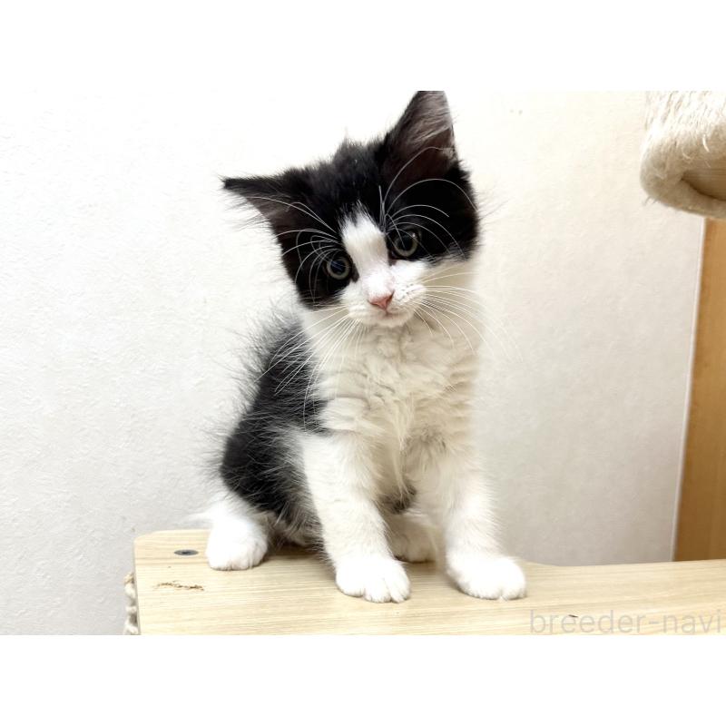 販売中の千葉県のラガマフィン-121413の6枚目