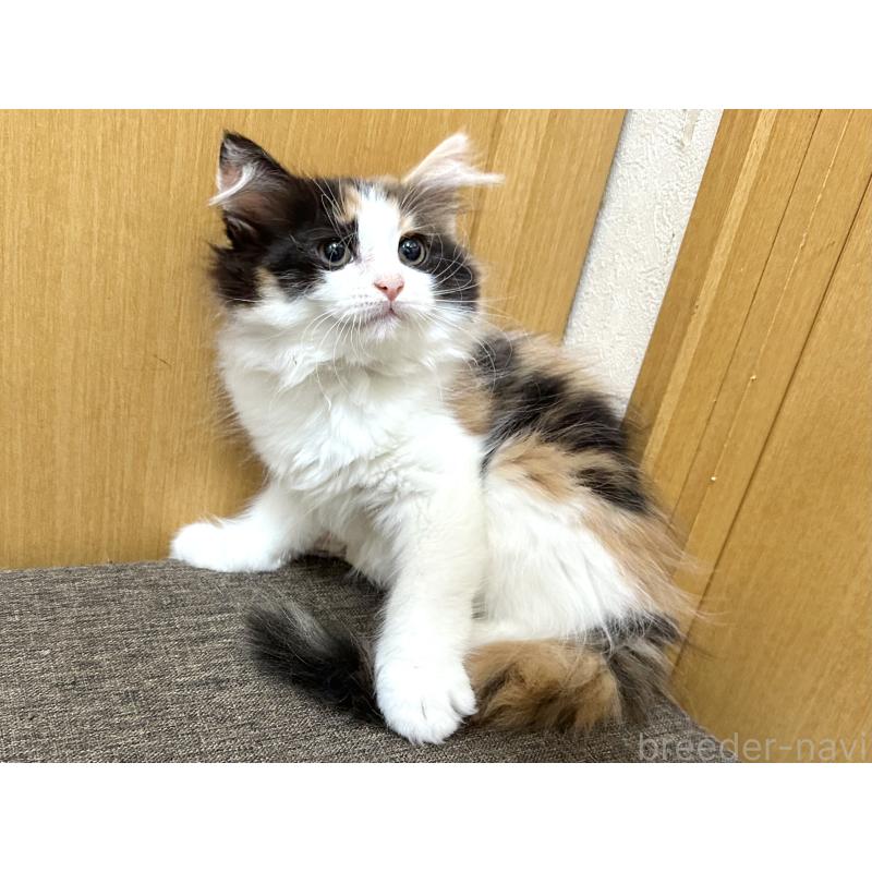 販売中の千葉県のラガマフィン-121412の9枚目