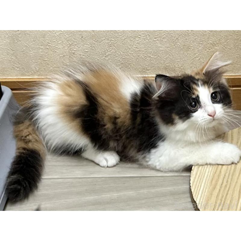 販売中の千葉県のラガマフィン-121412の7枚目