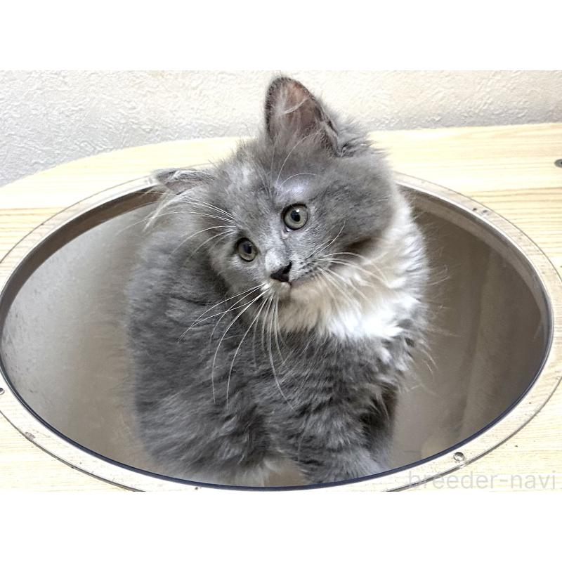 販売中の千葉県のラガマフィン-121416の12枚目