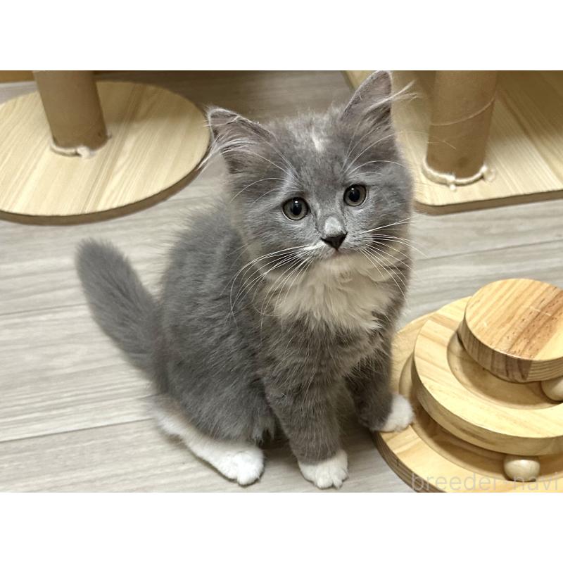 販売中の千葉県のラガマフィン-121416の2枚目