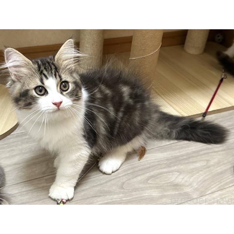 販売中の千葉県のラガマフィン-120071の5枚目