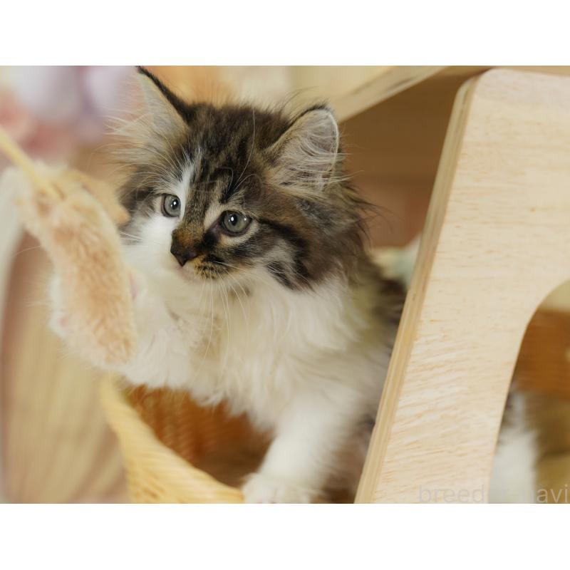 販売中の埼玉県のノルウェージャンフォレストキャット-125007の8枚目