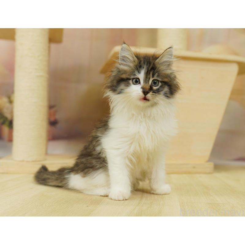 販売中の埼玉県のノルウェージャンフォレストキャット-125007の7枚目