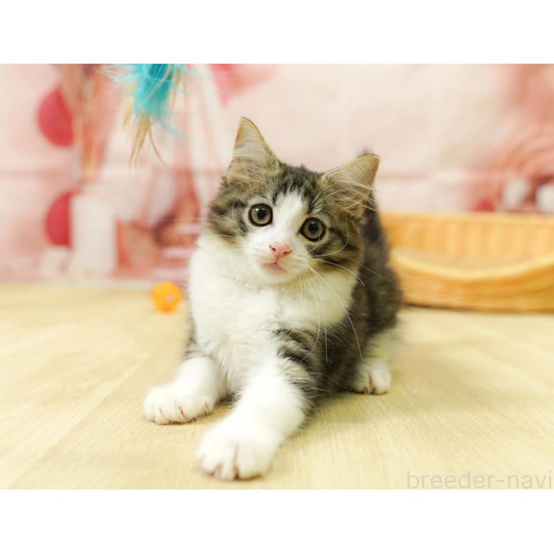 販売中の埼玉県のノルウェージャンフォレストキャット-125008の11枚目