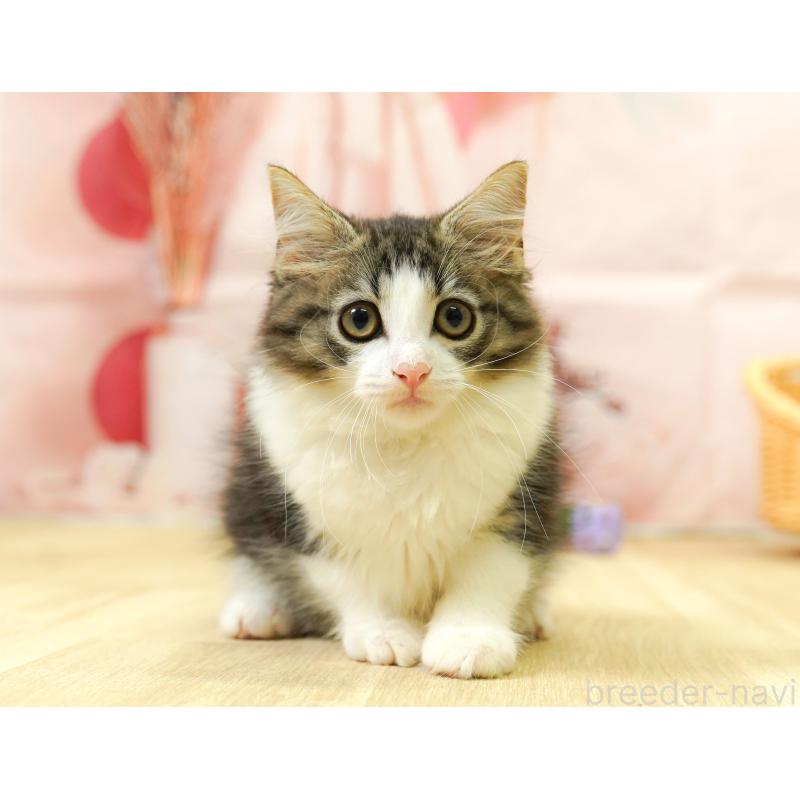 販売中の埼玉県のノルウェージャンフォレストキャット-125008の9枚目