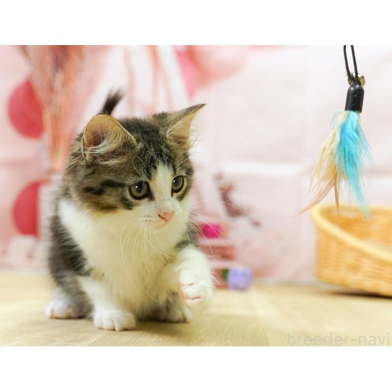 販売中の埼玉県のノルウェージャンフォレストキャット-125008の7枚目