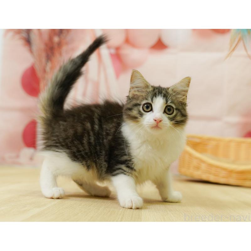 販売中の埼玉県のノルウェージャンフォレストキャット-125008の3枚目