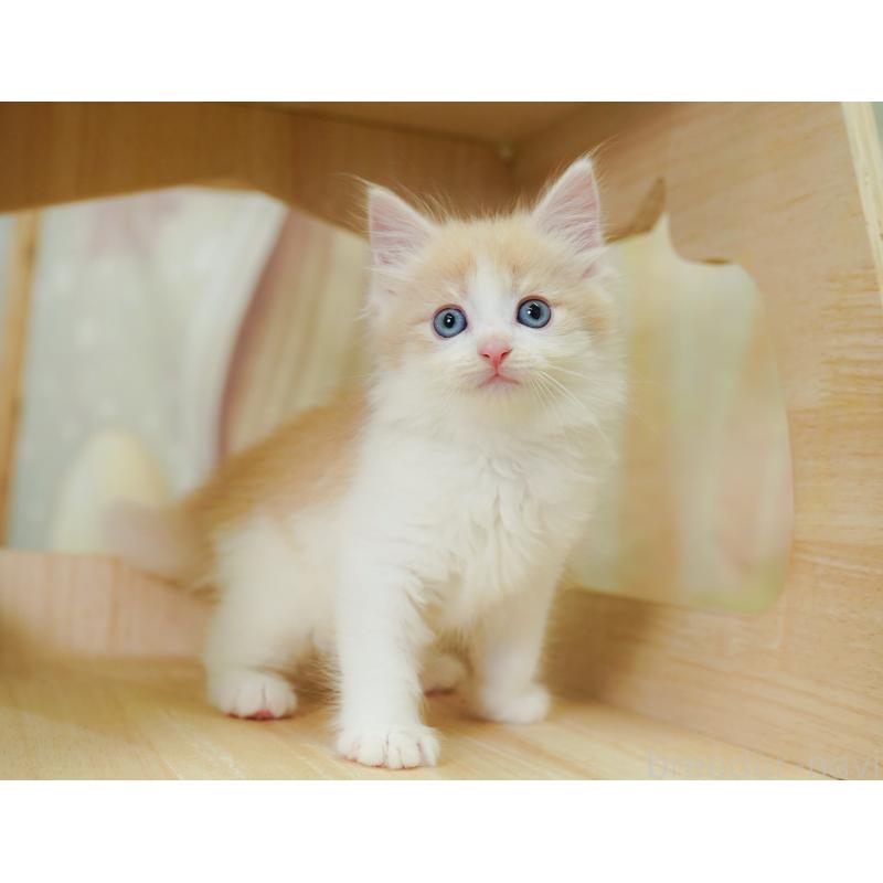 販売中の埼玉県のノルウェージャンフォレストキャット-125009の11枚目