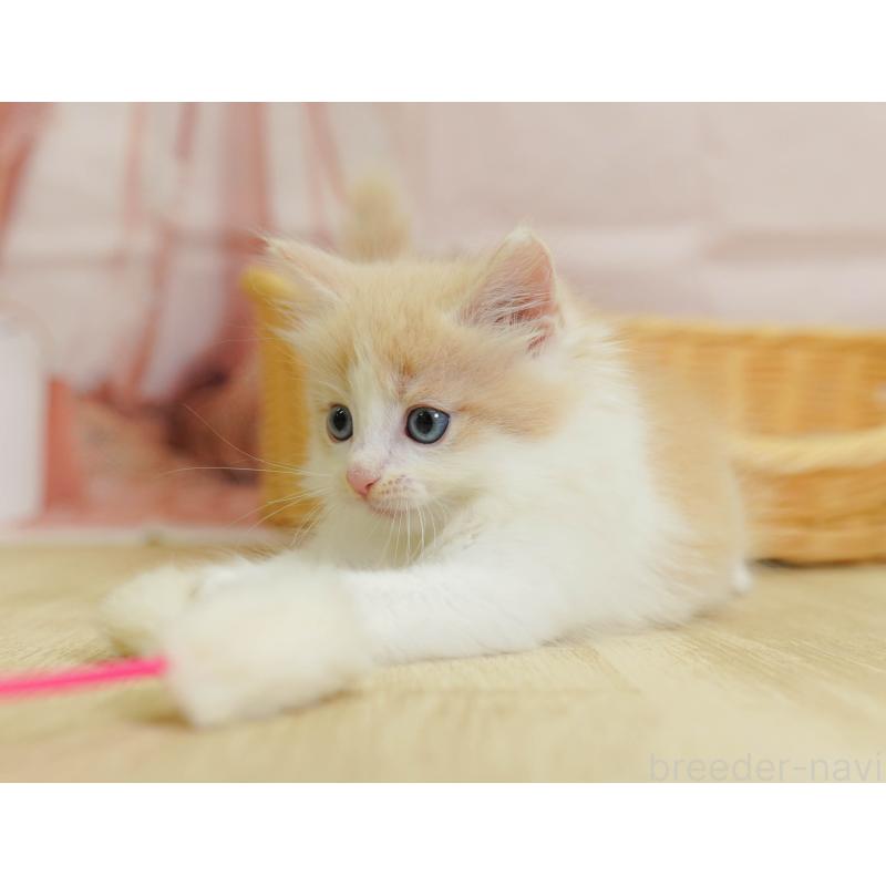 販売中の埼玉県のノルウェージャンフォレストキャット-125009の9枚目