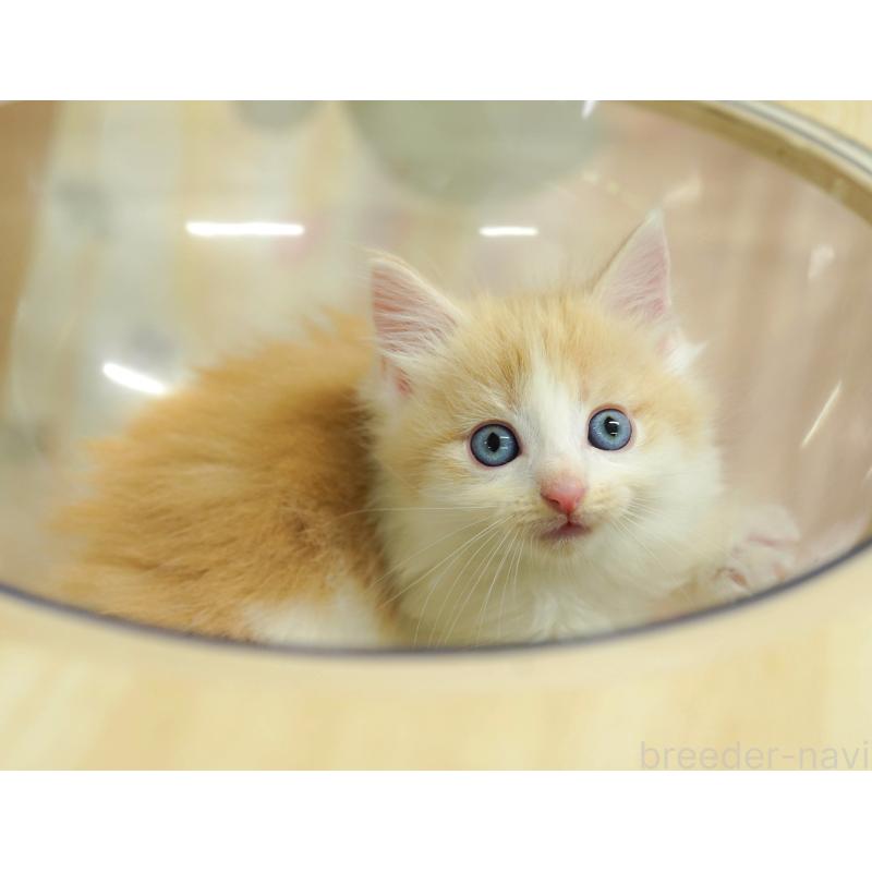 販売中の埼玉県のノルウェージャンフォレストキャット-125009の8枚目