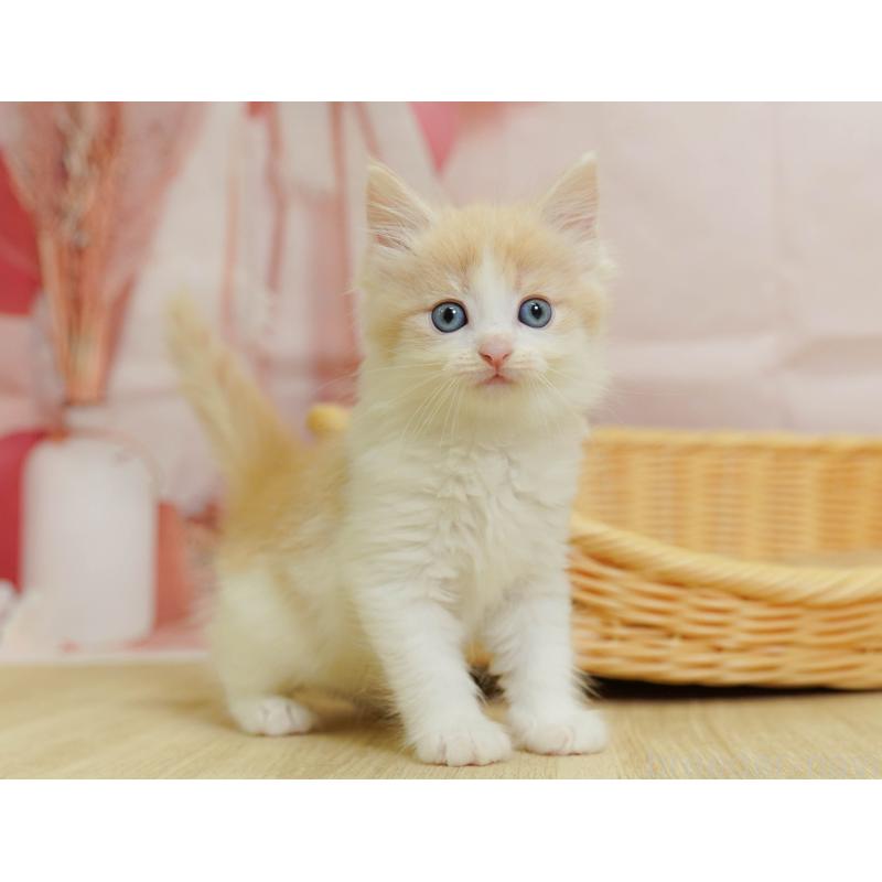 販売中の埼玉県のノルウェージャンフォレストキャット-125009の7枚目