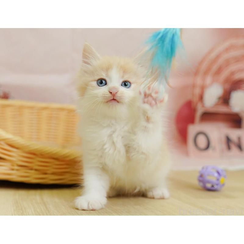 販売中の埼玉県のノルウェージャンフォレストキャット-125009の4枚目