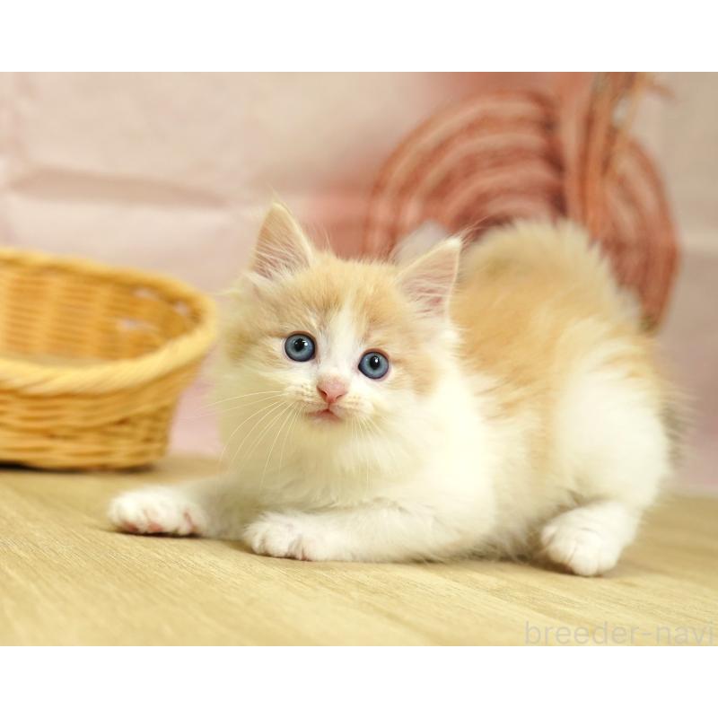 販売中の埼玉県のノルウェージャンフォレストキャット-125009の3枚目