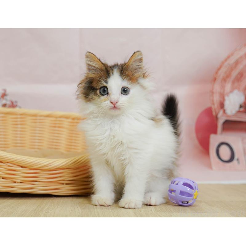 販売中の埼玉県のノルウェージャンフォレストキャット-125011の7枚目