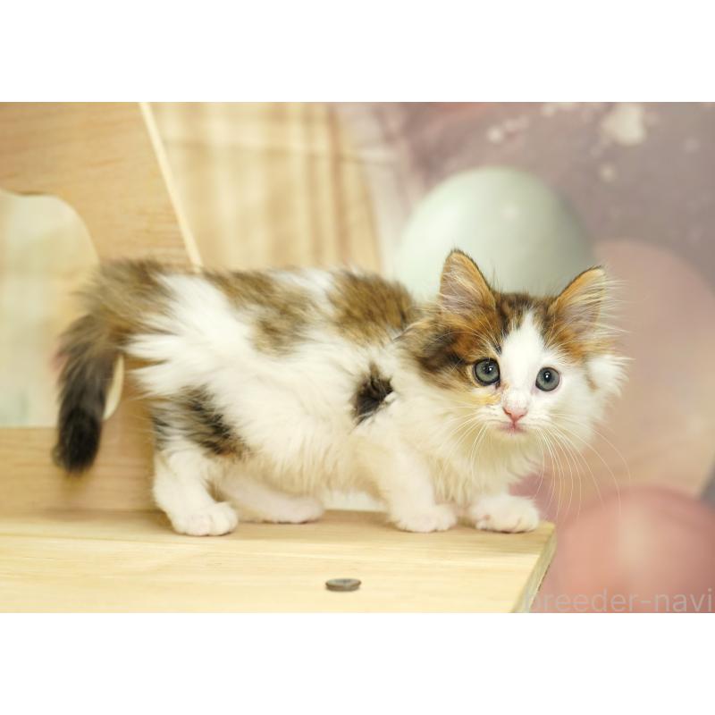 販売中の埼玉県のノルウェージャンフォレストキャット-125011の3枚目