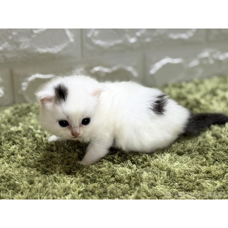 販売中の埼玉県のスコティッシュフォールド(折れ耳)-125028の4枚目