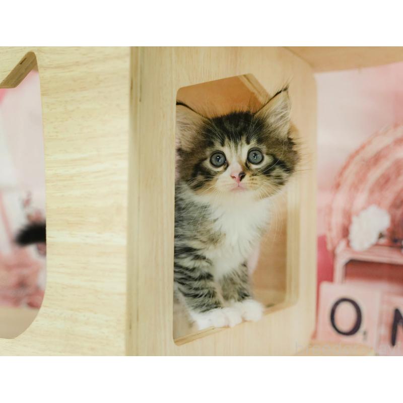 商談中の埼玉県のノルウェージャンフォレストキャット-125029の9枚目