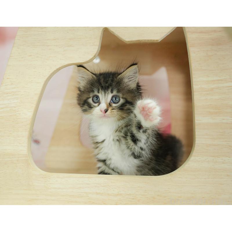 商談中の埼玉県のノルウェージャンフォレストキャット-125029の8枚目