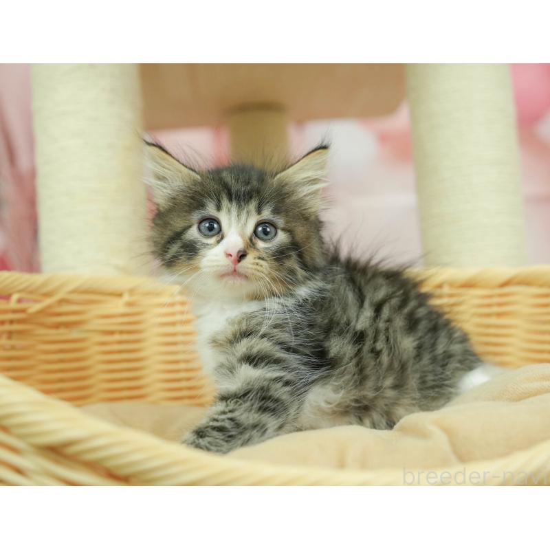 商談中の埼玉県のノルウェージャンフォレストキャット-125029の7枚目