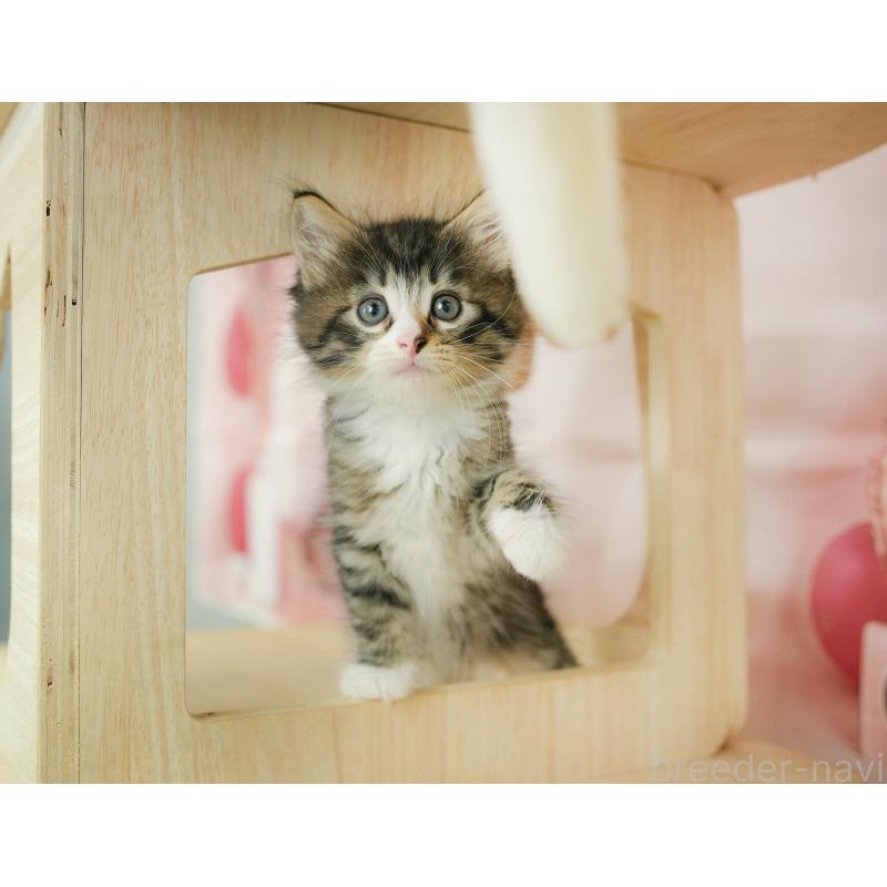 商談中の埼玉県のノルウェージャンフォレストキャット-125029の6枚目