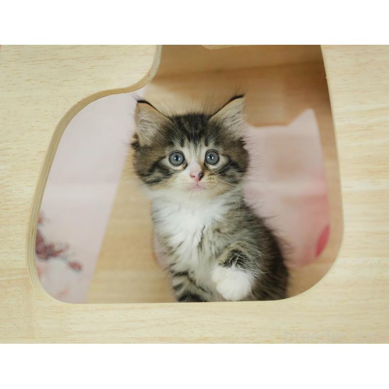 商談中の埼玉県のノルウェージャンフォレストキャット-125029の3枚目