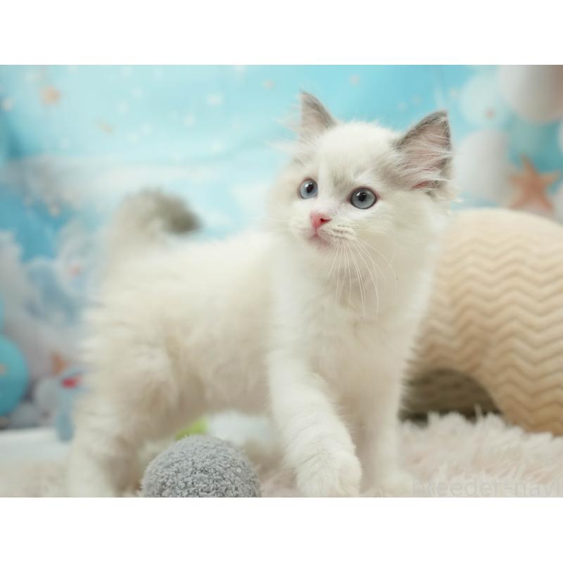 販売中の埼玉県のラグドール-125030の10枚目