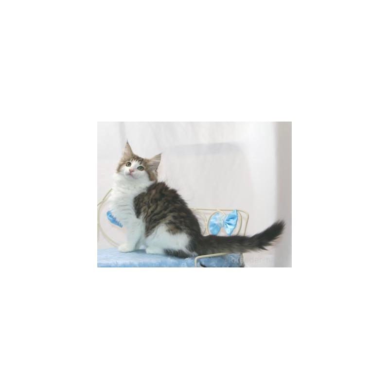 販売中の静岡県のノルウェージャンフォレストキャット-125042の4枚目