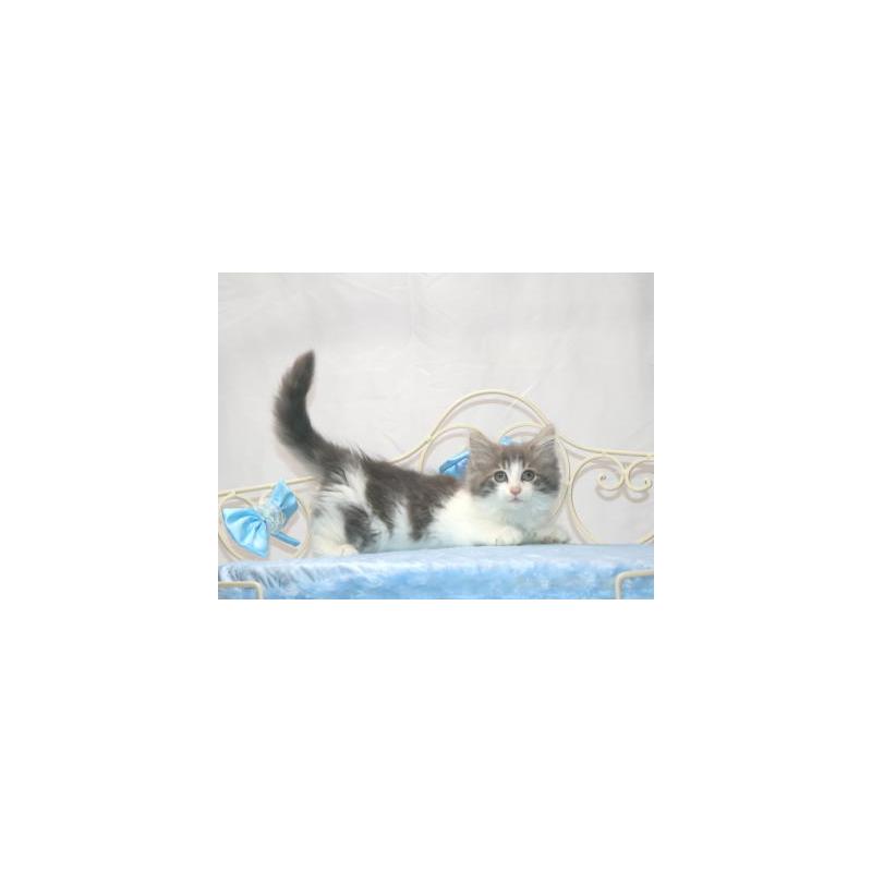 販売中の静岡県のノルウェージャンフォレストキャット-125045の3枚目