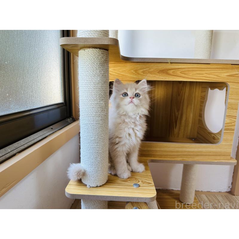 販売中の千葉県のミヌエット-123718の10枚目
