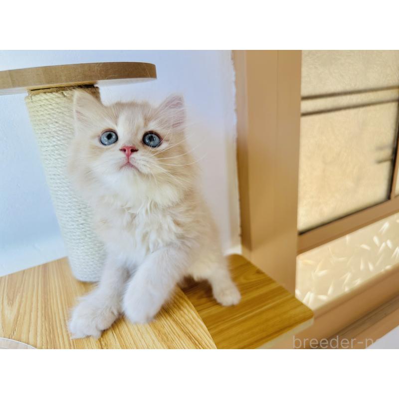 販売中の千葉県のミヌエット-123718の9枚目