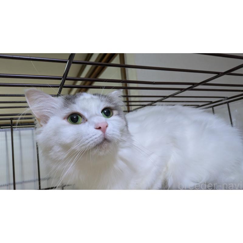 販売中の大阪府のマンチカン-124587の9枚目