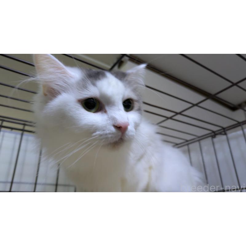 販売中の大阪府のマンチカン-124587