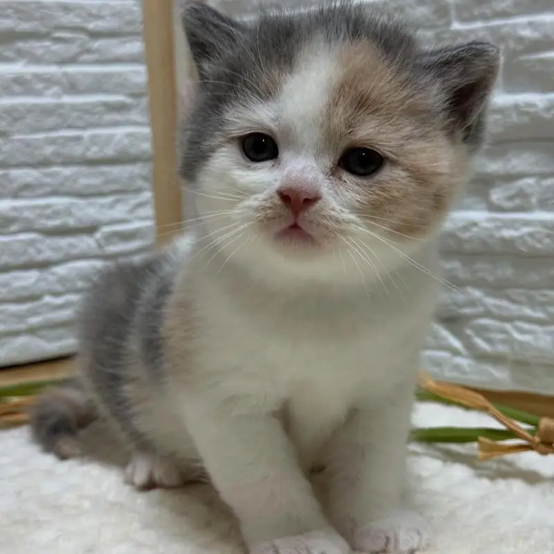 販売中の栃木県のブリティッシュショートヘア-125131