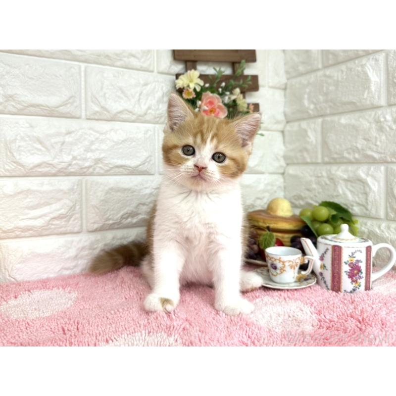 販売中の埼玉県のマンチカン-125153の6枚目