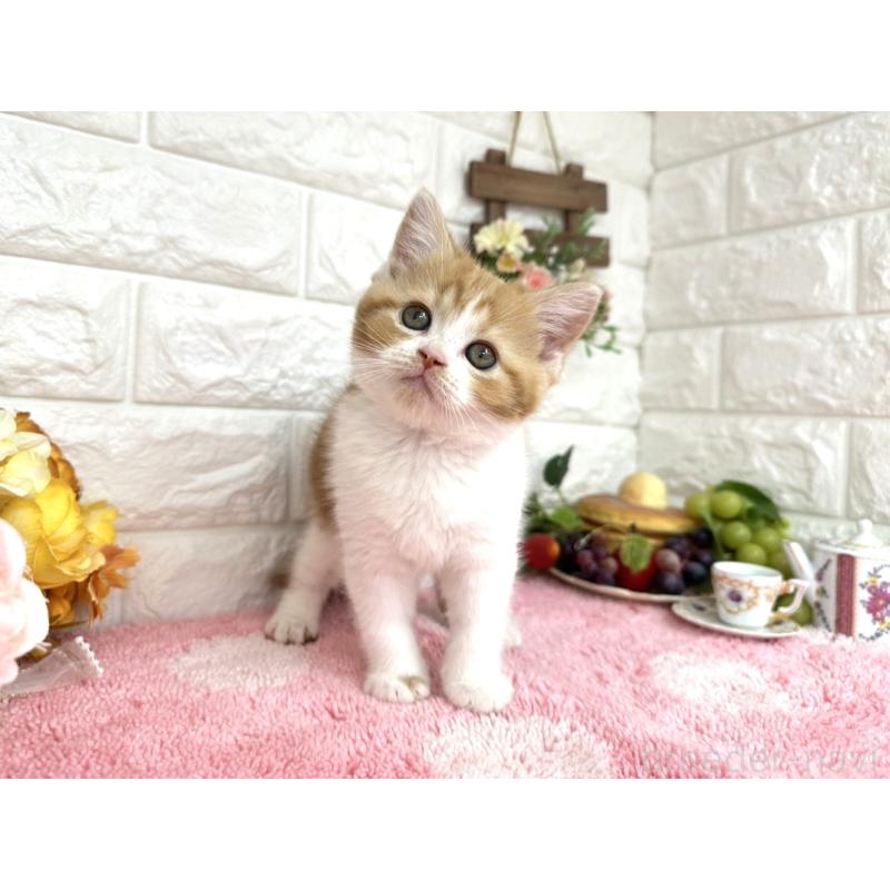 販売中の埼玉県のマンチカン-125153の3枚目