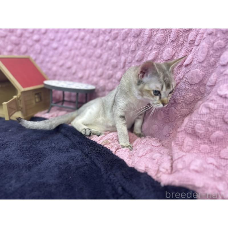 販売中の茨城県のシンガプーラ-125180の8枚目
